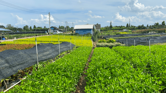 中山横栏:花木产业开花结果再吐芬芳_种植