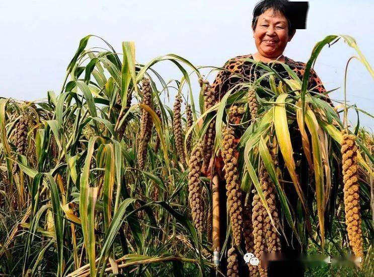 成熟倒计时成群鸟儿来袭谷子颗粒无收无助农村大婶向谁求救