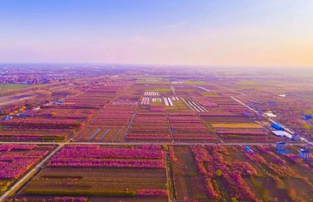 入选首批特色农产品省级优势区快来为沭阳点赞