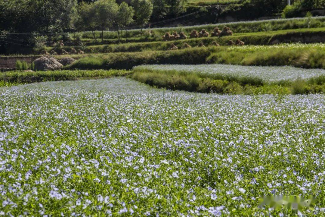 会宁胡麻有着1000多年的史料