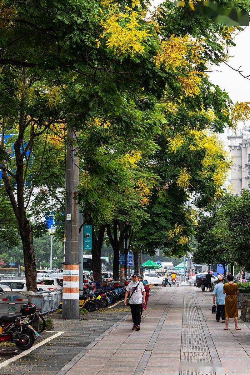 宁波镇街头黄山栾树开花,树上挂满串串灯笼,街头风景美不胜收_行道树