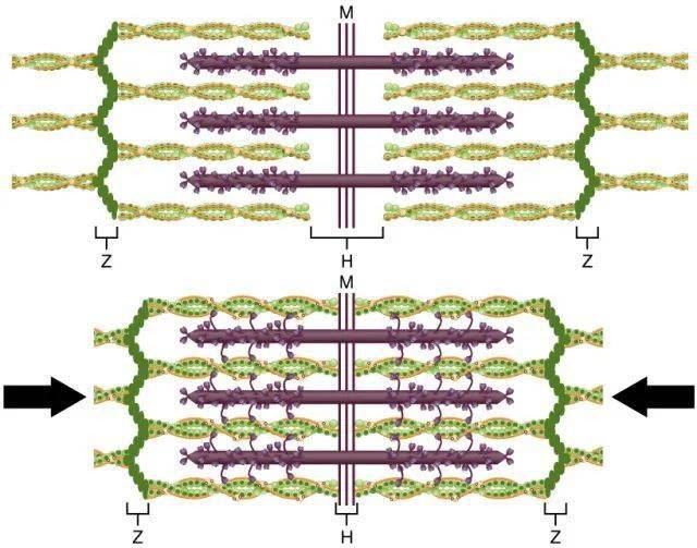 由肌球蛋白构成的粗肌丝位于肌节的中心部分,穿过位于肌节中心的m线.