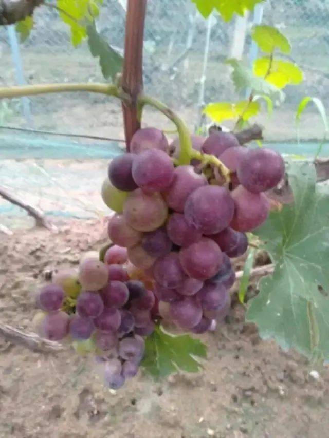 【督查资讯】文昌湖区7000亩果园打造乡村振兴淄博样板,"文昌果"远销