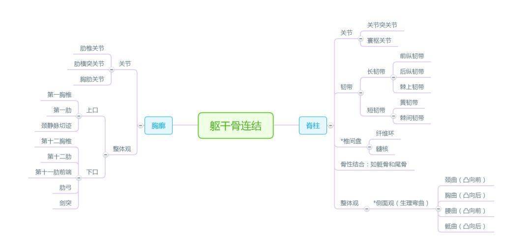 解剖學思維導圖完整版人手一份