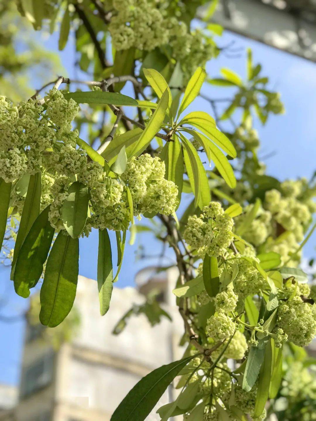罗定假日酒店旁的这种树开花后美极了但闻起来却让人窒息