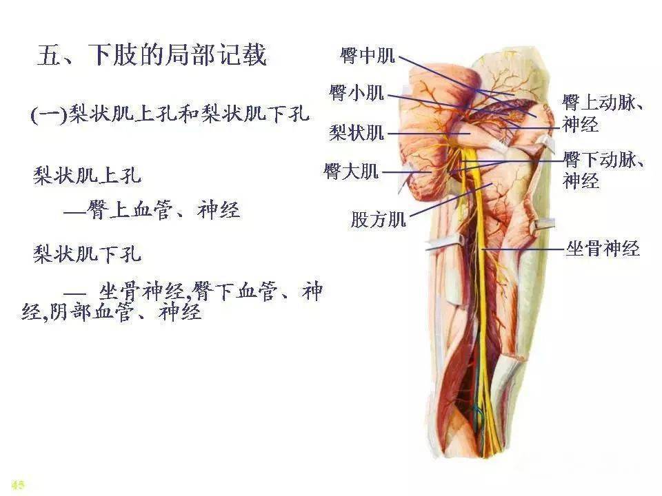 骨骼肌解剖圖