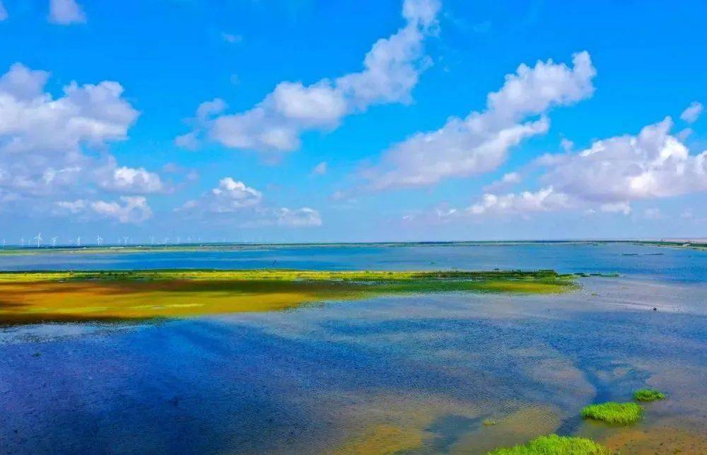 天已微凉候鸟归来来条子泥赴一场初秋盛会