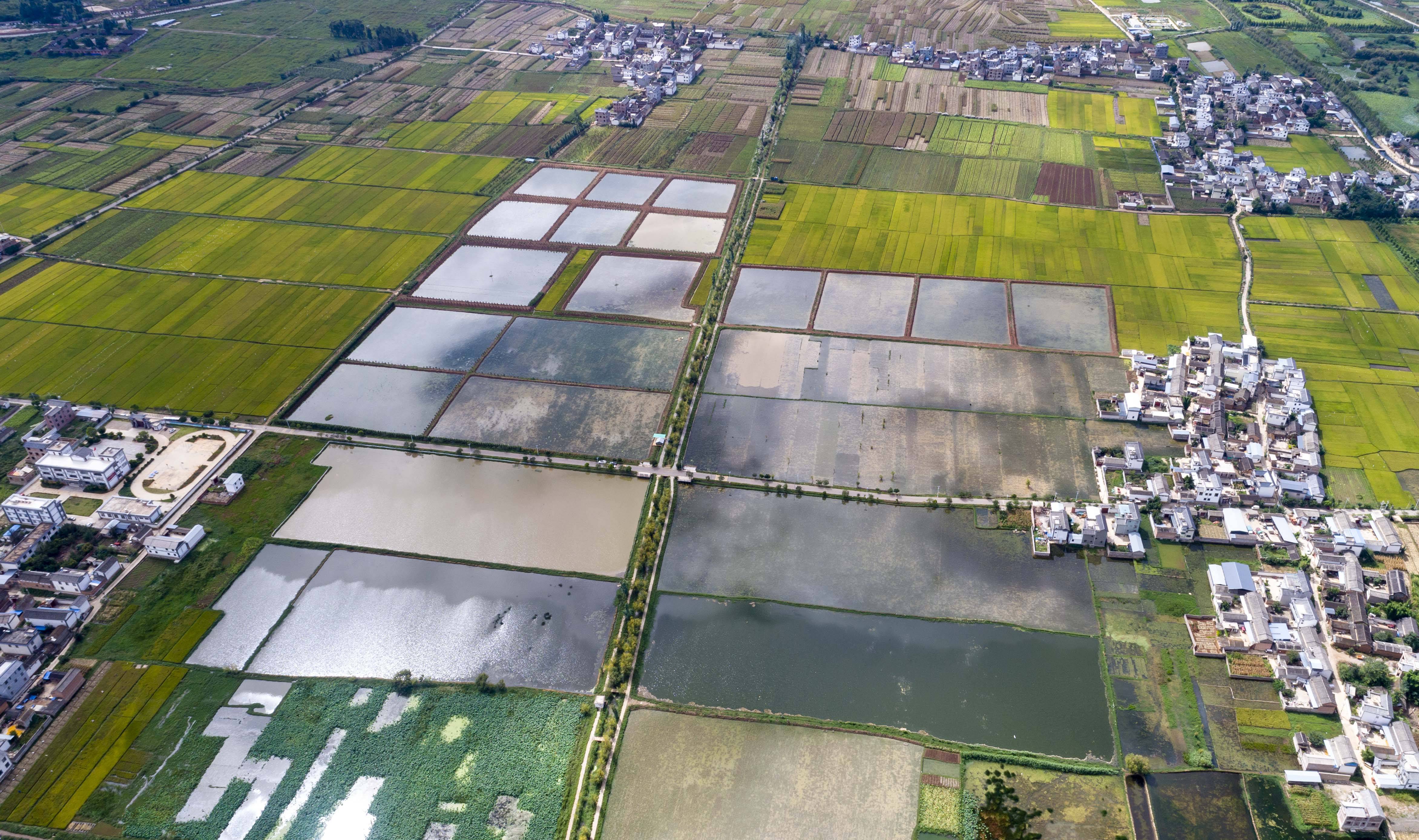 这是9月16日在云南大理右所镇松曲村拍摄的海菜田(无人机照片)