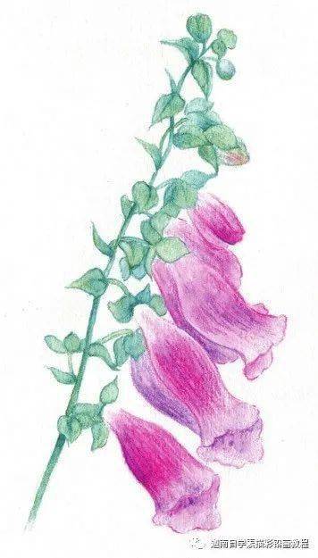 水溶性彩色铅笔的用法