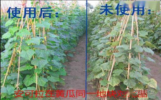 针对各种作物生长不良,重茬,土壤板结,西红柿黄叶,枯萎,西葫芦死棵