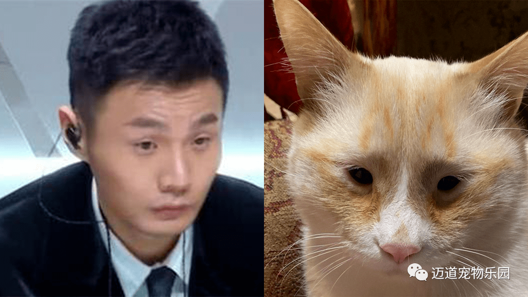 橘猫撞脸李荣浩爆红背后的故事让人心酸
