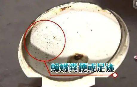 蟑螂这打不死的小强断了腿还能活该拿它怎么办