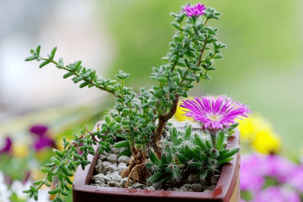 每一株开花的番杏科多肉都是闪亮的存在快来看这株肉界中的紫星星