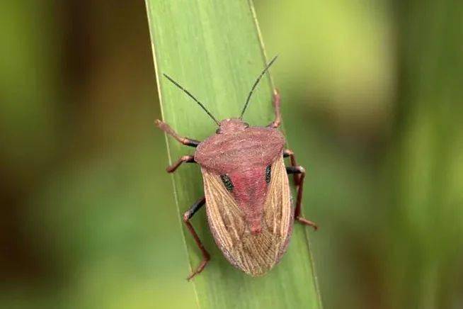 虫书推介一本不易的蝽类志