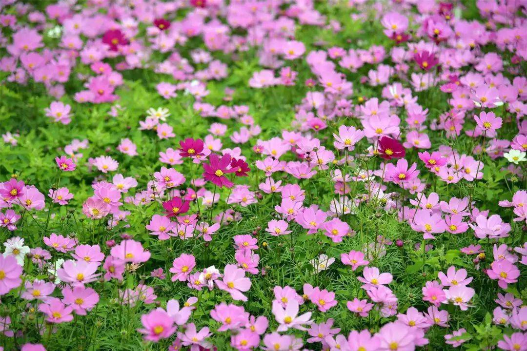 七彩云南花开四季秋天我们去看格桑花吧绚烂多彩的那种