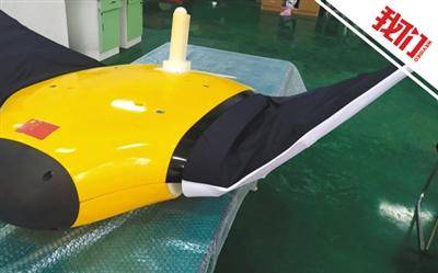 西工大网红仿生"魔鬼鱼" 从10kg长到100kg