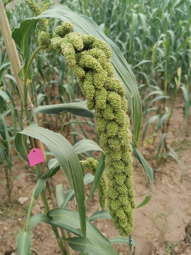 空间搭载科学实验米脂小米地面选育长势喜人