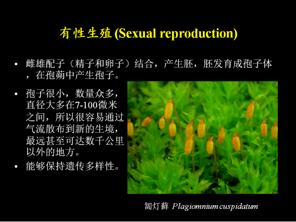 回放丨2020第一期:苔蘚的生存絕技_植物