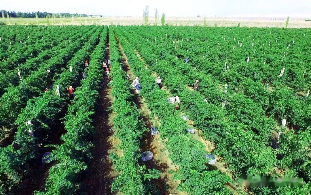 新疆生产建设兵团第二师二十四团简介