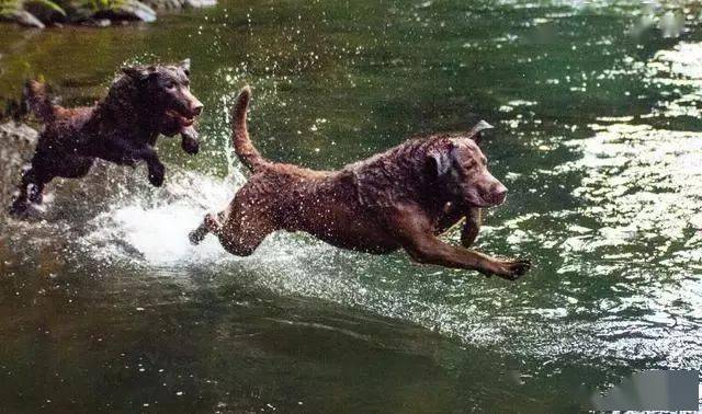 羊头狗身的猛犬,在丛林深潭中穿梭,凶似比特犬,能力完爆军犬_猎犬