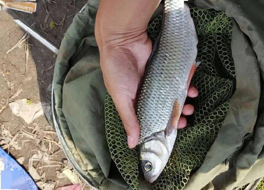 黑龙江河里的急流边上能钓一种漂亮矫健的鱼,当地人俗称"华子鱼"