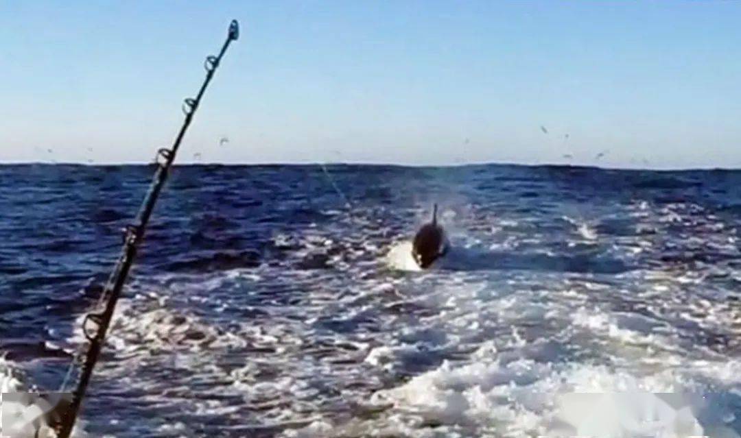 虎鲸忽然频繁攻击人类船只,猛撞船身致人受伤…可能是生气了?