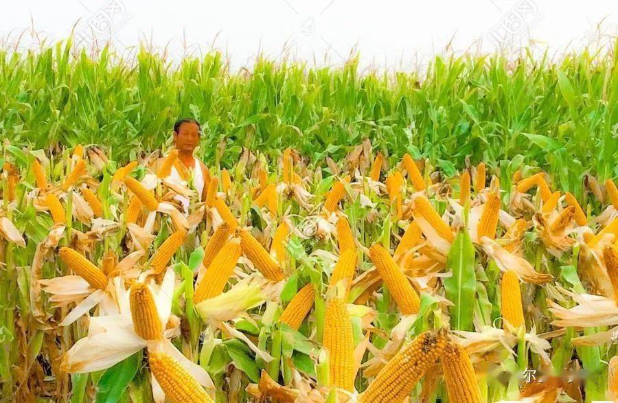 秋收玉米地照片图片