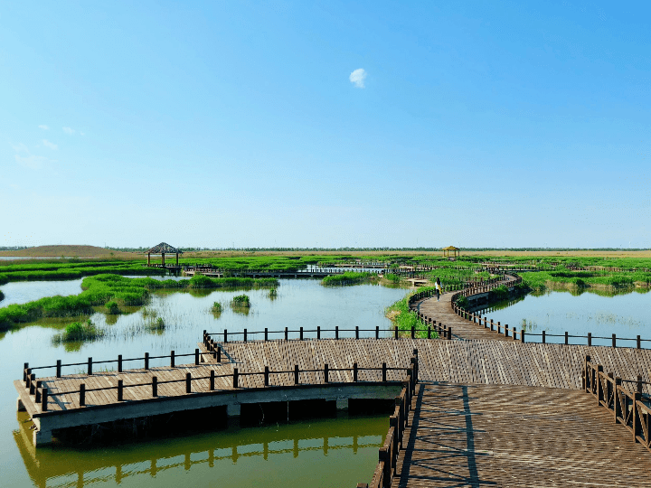 沧州湿地公园图片
