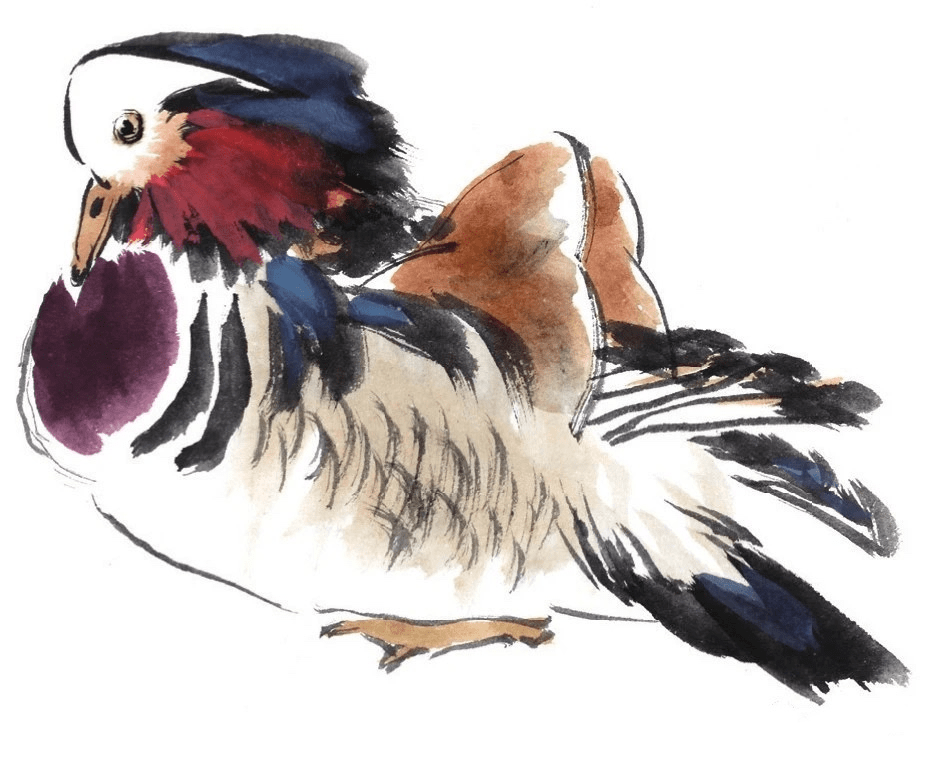 一步一步学画写意鸳鸯