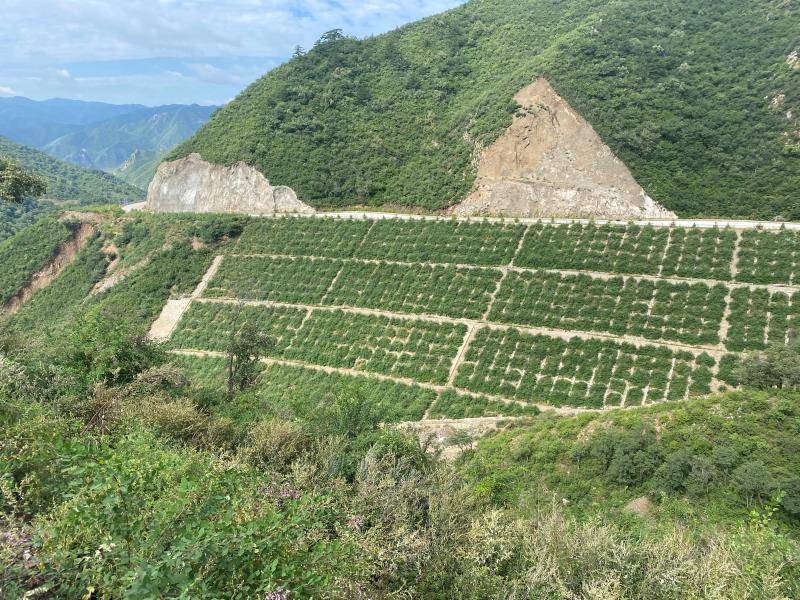 圖為豐寧抽水蓄能電站的水土保持工程.