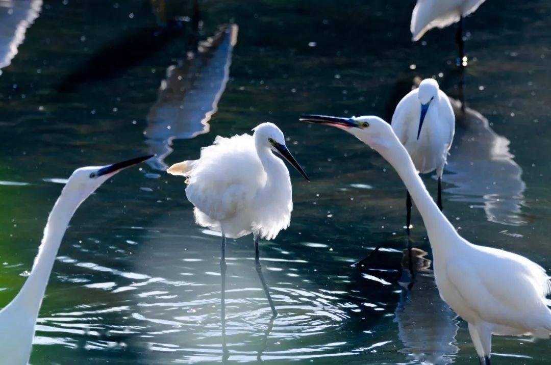 画面太美日照市区这里成群白鹭飞