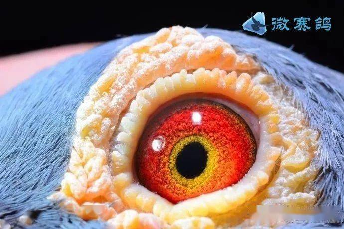 高价引进的种鸽,这才是种鸽眼!_眼睛