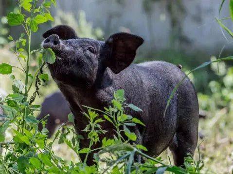 长白山散养300天的山黑猪喝着山泉水肉味香甜