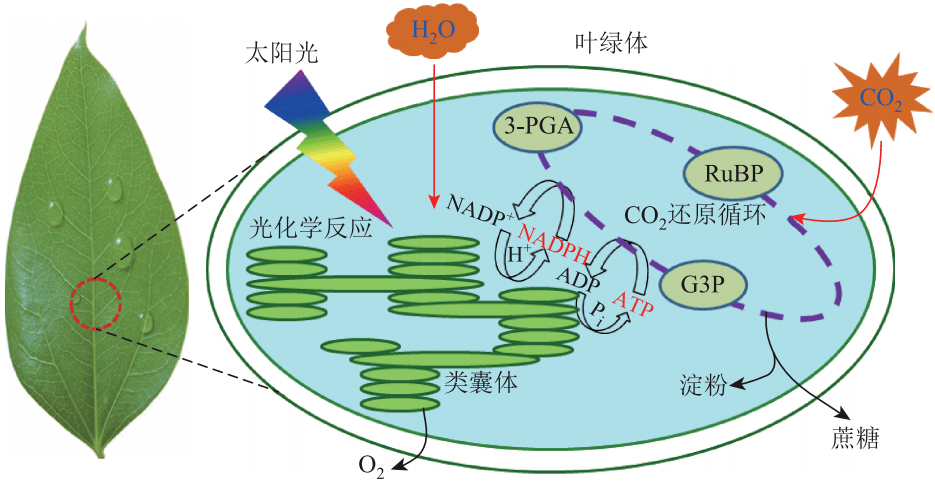 光合作用叶片示意图图片