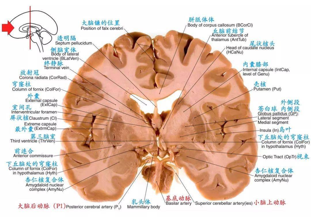 头颅层次结构图图片