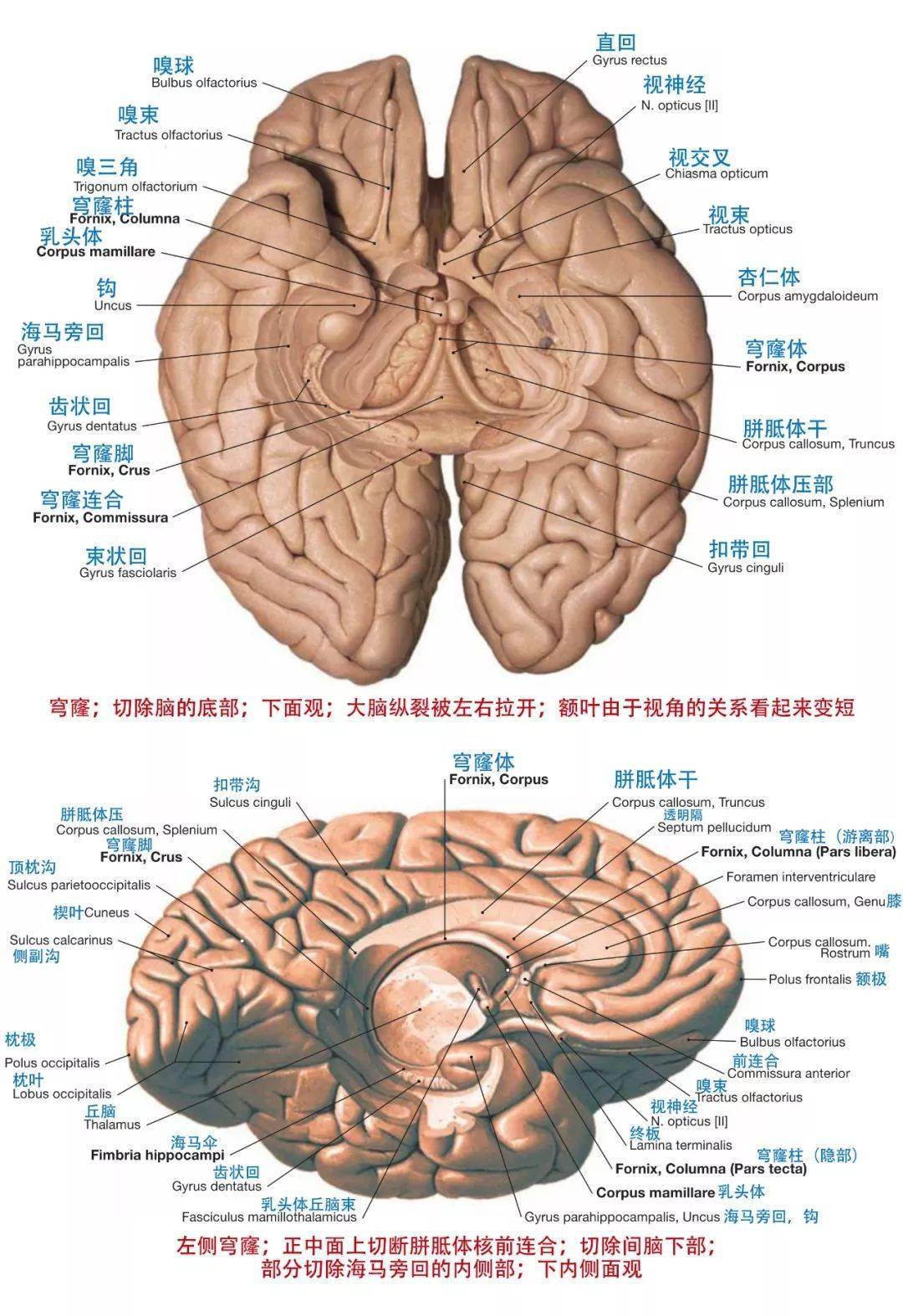 头颅层次结构图图片