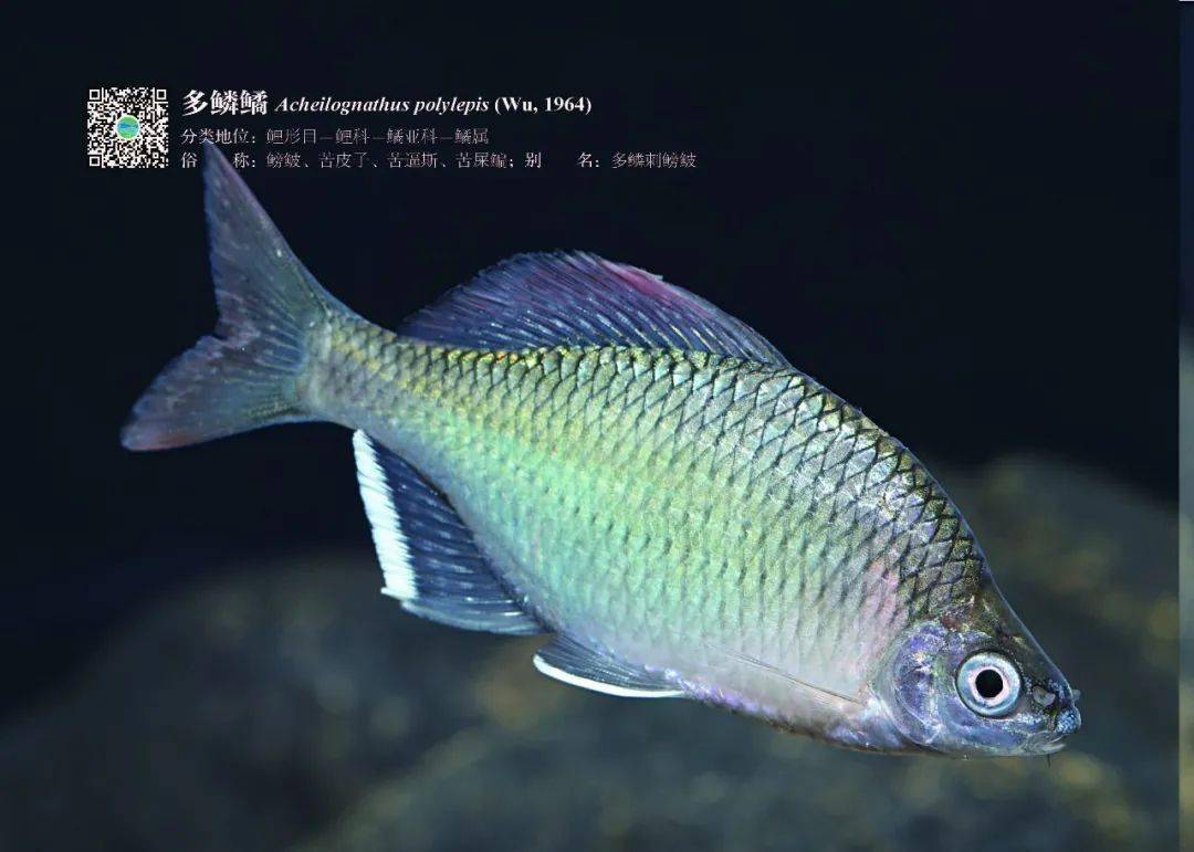 湖南水生生物研究系列丛书之湖南鱼类原色图谱出版了