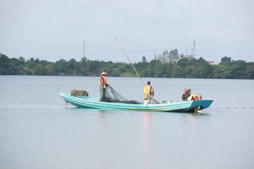 丰收节至,益阳沅江浩江湖上捕捞忙_大头鱼