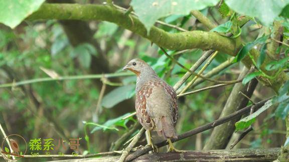 山林里传来了响亮的竹鸡叫声听起来很过瘾
