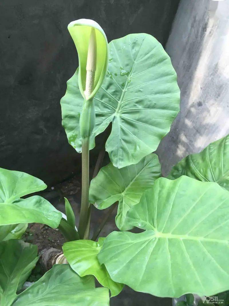 滴水观音的小秘密当水分充足且保持湿润才可使它出现滴水哦