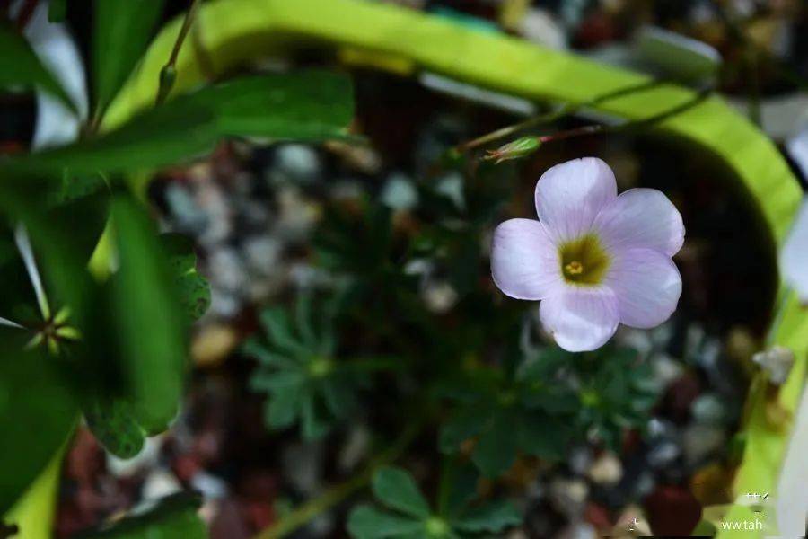 酢浆草已开200多种真的