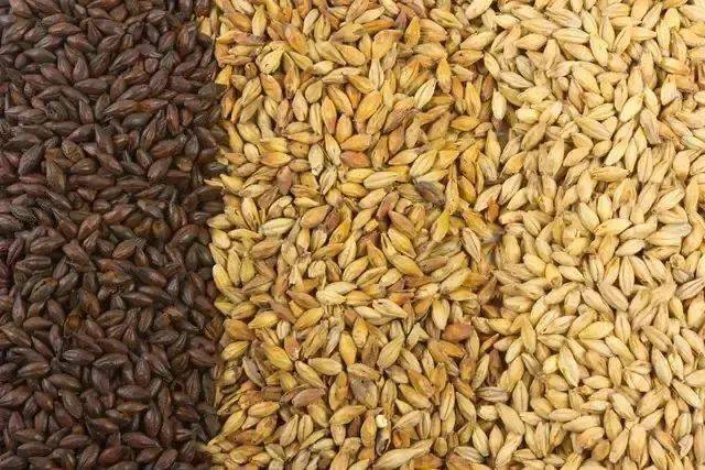 你了解大麦有趣的用途么