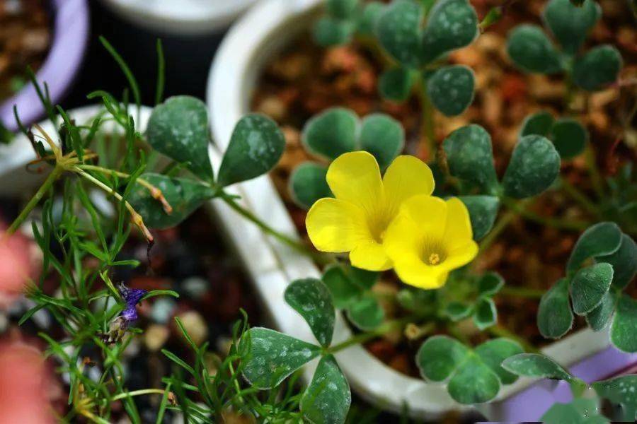 酢浆草已开200多种真的