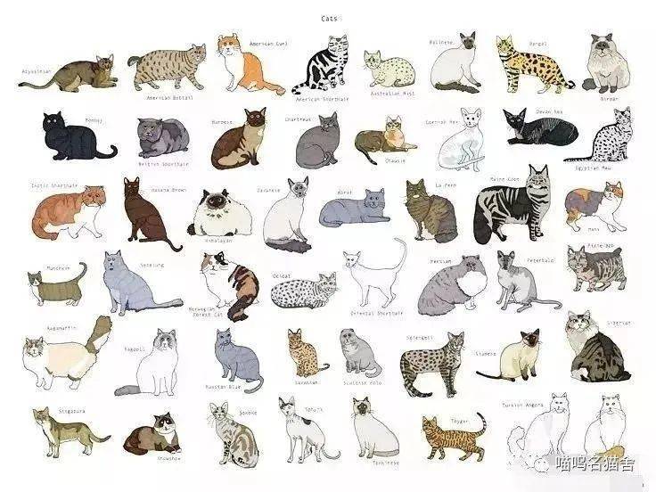 优雅猫进化图图片
