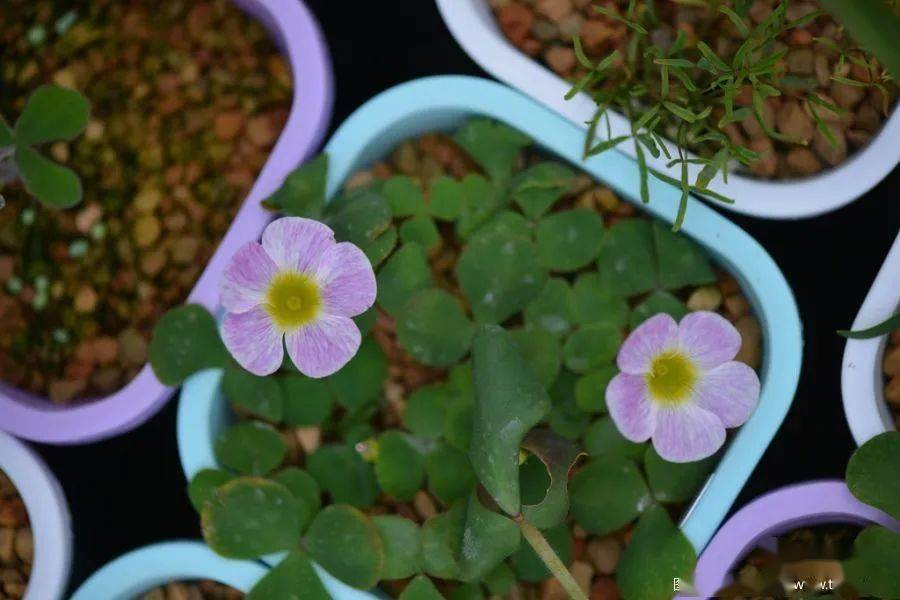 酢浆草已开200多种真的