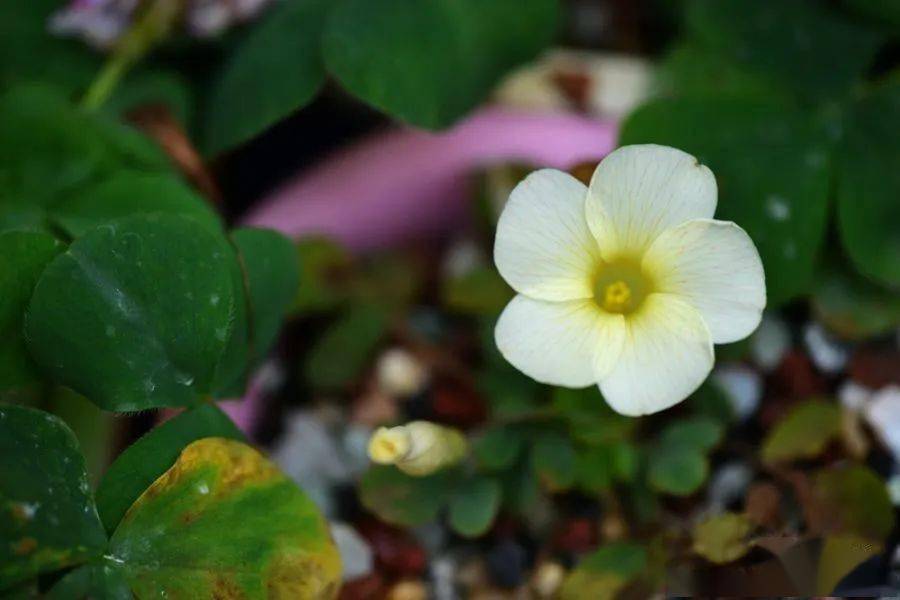 酢浆草已开200多种真的