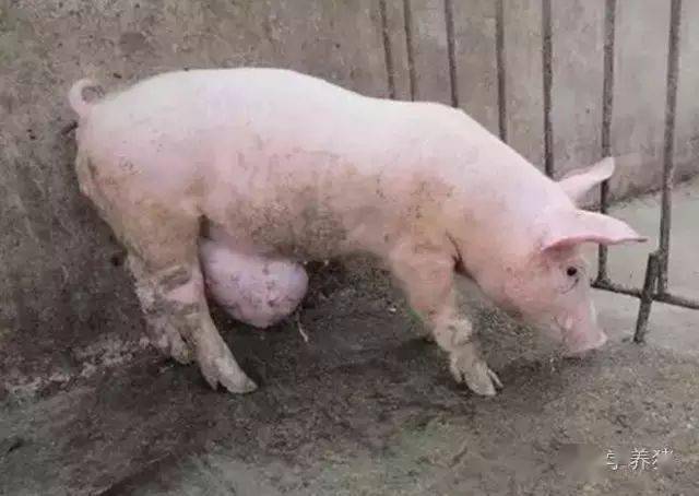猪脐疝养猪人只需掌握技巧也可轻松给猪做手术