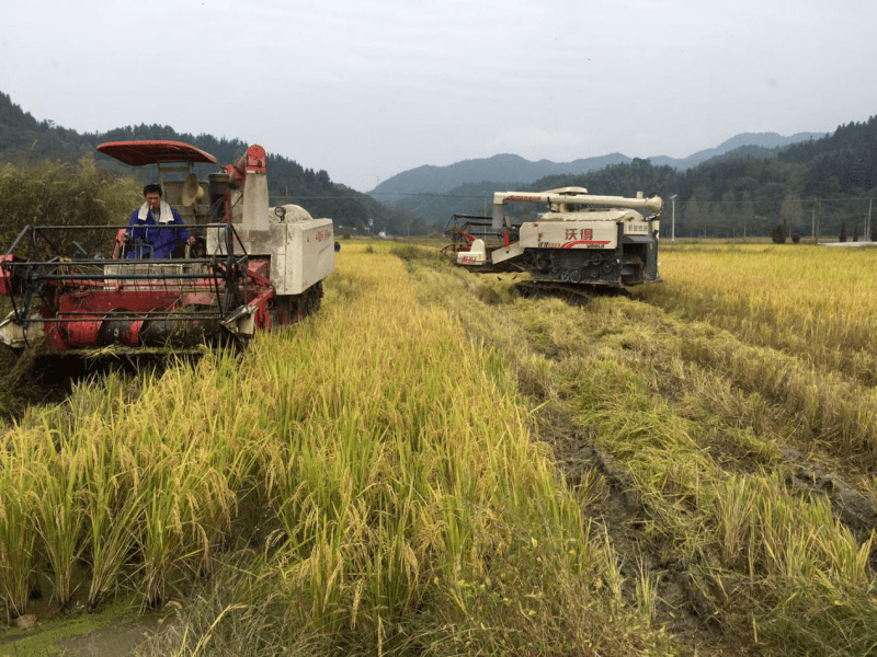 湘东区社启动晚稻收割农业社会化服务