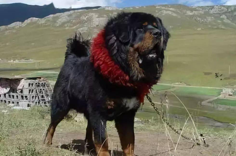 赤古藏獒:比熊猫还金贵的中国最贵藏獒,超帅气