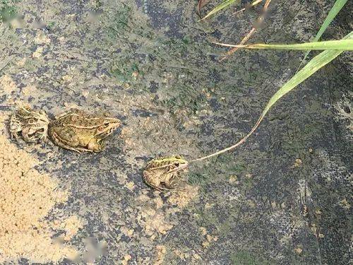 中国林蛙,黑龙江林蛙等相关蛙类的管理主体为渔业主管部门,按照水生